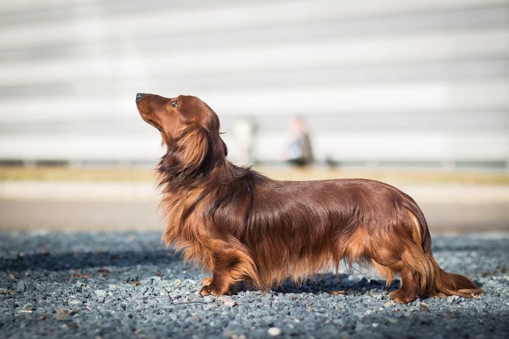 Long Haired Weiner Dog