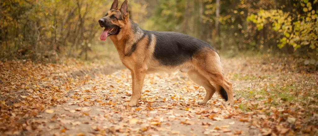 German Shepherd